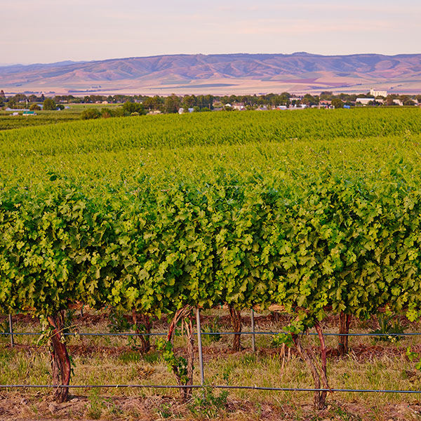 Heatherhill Vineyard