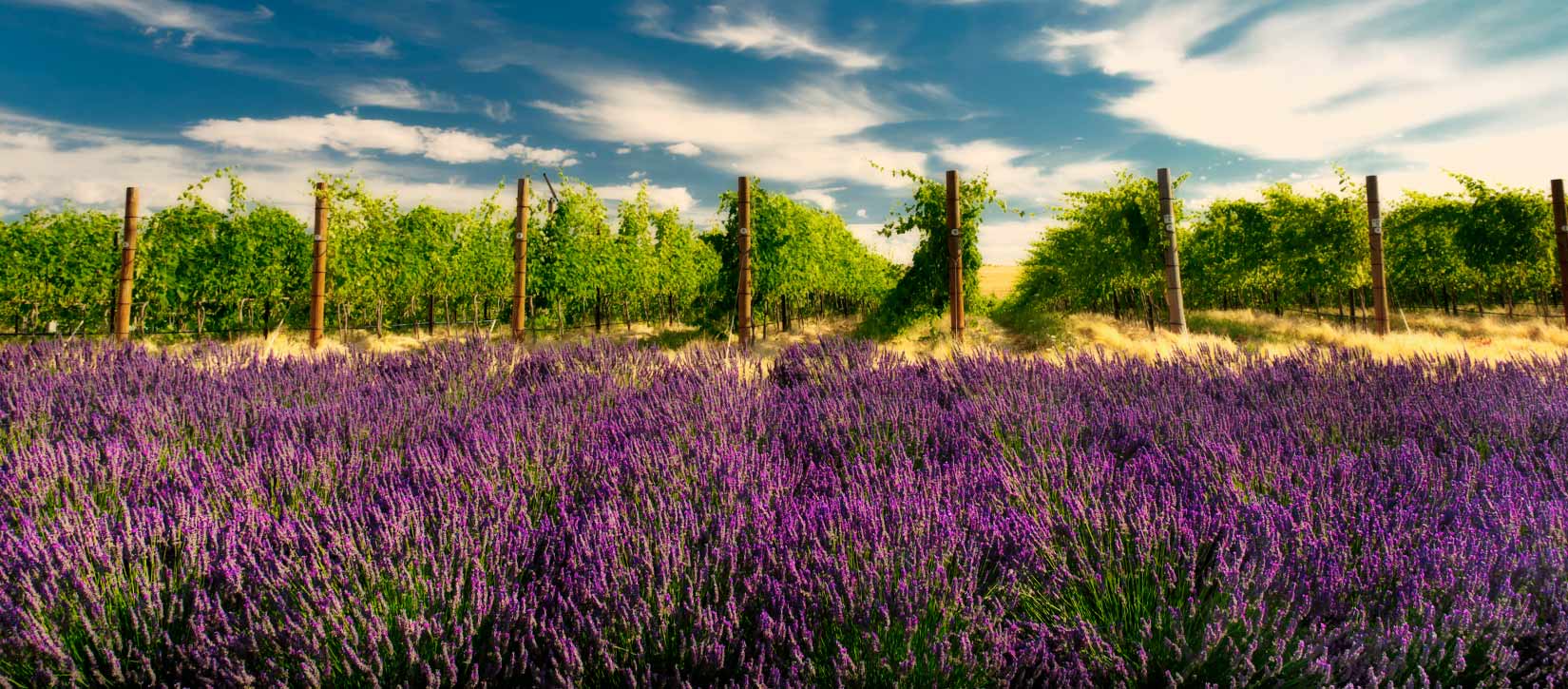 Lush lavender bushes growing in front of a vineyard with blue sky Walla Walla Washington Wine Country The FINCH hotel
