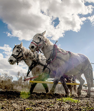 Clydesdales