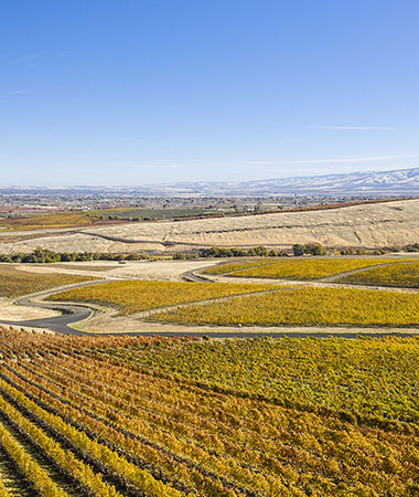 Vineyards