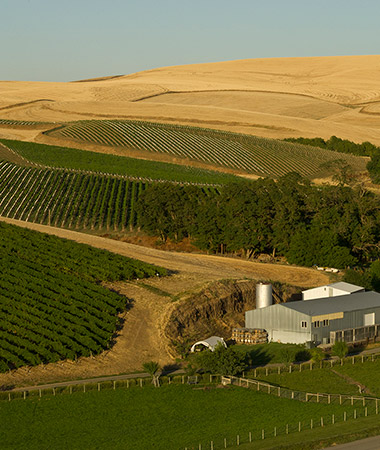 Vineyard & Fields