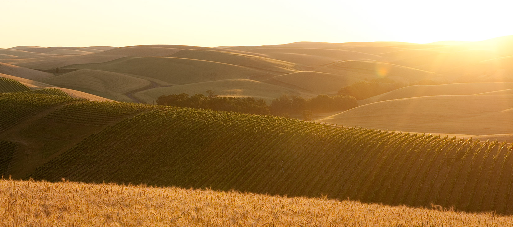 Vineyards at Sunset